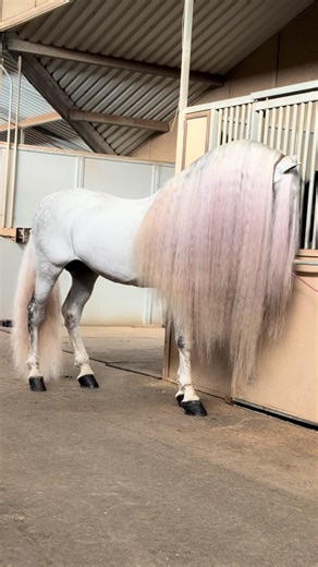 Discover the Exciting World of Dancing Horses