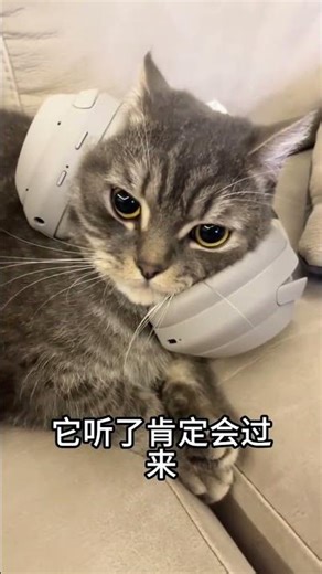 Cat summoning technique summon a cat over in one second#Pet science popularization#Pet