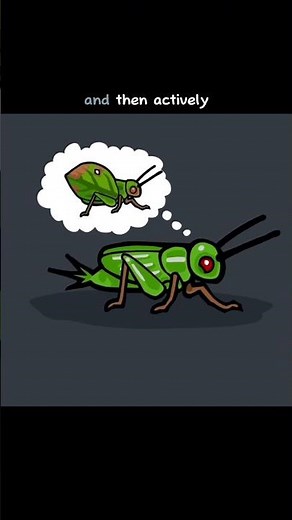 What is Mutation Bias?