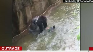 Gorilla drags 3-year-old boy in shocking video