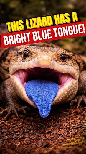 This Lizard Has a Bright Blue Tongue!