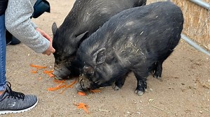 Animal shelter overrun by stray 'teacup' pigs that have grown large