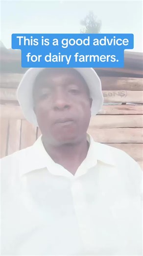 Essential Fodder Planting Tips for Dairy Farmers