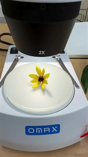 Some buggies at work in the tickseed #coreopsis #plants #microscope