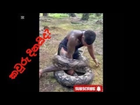 "Man vs Baboon – A Wild Jungle Showdown!"