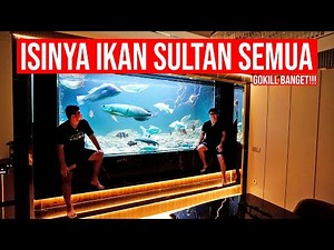 MEGATANK IKAN PREDATOR ISI LINCE CATFISH BARRAMUNDI PLATINUM, GOLDEN & IKAN PREDATOR LANGKA LAINNYA