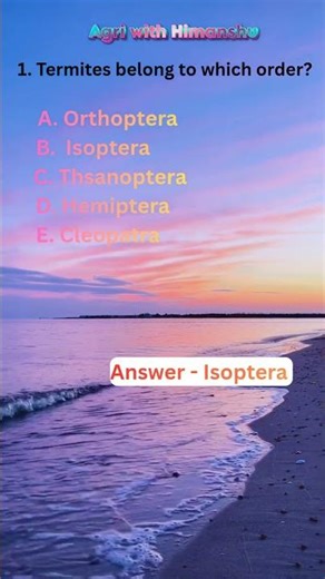 termites belong to which order