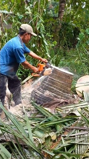 Splitting a coconut tree that is still white#shorts
