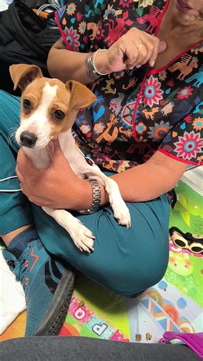 fisioterapia fractura de codo perro #fisoterapia #jackrussellterrier