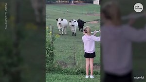 Cows become audience members for 11-year-old flute player in Virginia