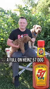 9K views · 117 reactions | Is the Labradoodle Right for You #labradoodle #labradoodles #dog #dogs #doglover #puppy #dogtips #dogtrainingtips #tricksandtips #fyp | Pet Dogs | Facebook