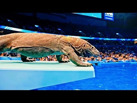 Epic Animal Olympic Dives: The Ultimate Animal Dive Competition!