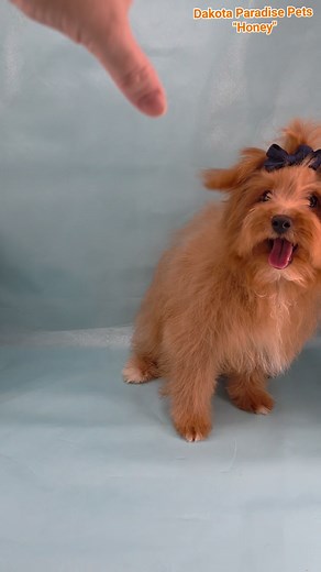 Dakota Paradise Pets Sweet & Spunky Pomapoo Baby Girl "Honey" 20 weeks of age pupdate reel 1 of 4- before and after I cut her puppy fluff into a new style. She weighs 7 lbs 8 oz at 20 weeks of age, shouldbe apprx 10-12 lbs grown. 🥰❤️💥 She has been vet checked healthy & has completed all 3 rounds of core puppy vaccinations. She is READY for furever love to choose her! You can ask me about her 🤗 #dakotaparadisepets #NorthDakota #pomapoo #pomeranian #miniaturepoodle | Jessie Leigh