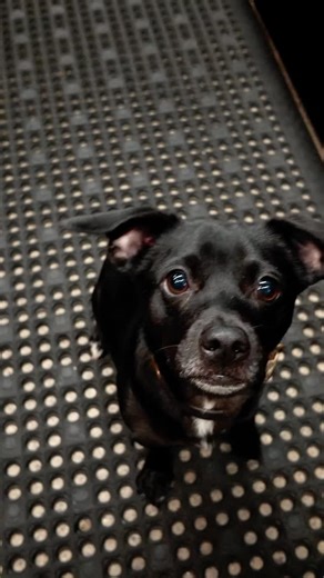 RōM Beer Co. on Instagram: "We’re all doing our best! Thankfully at RŌM we’ve got great beer to get through the day! Disclosure: no dogs were shamed in the making of this video"