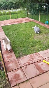 14K views · 158 reactions | ❤❤❤ | SNOW WOOLY HUSKY | Facebook