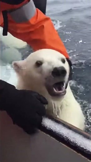 Heart-Stopping Rescue: Polar Bear Cub vs. Orca