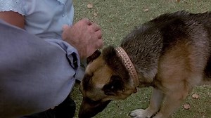 Devil Dog The Hound Of Hell (1978)