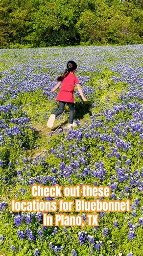 It’s Spring - It’s Beautiful Bluebonnet time! #spring #bluebonnets #plano #texas