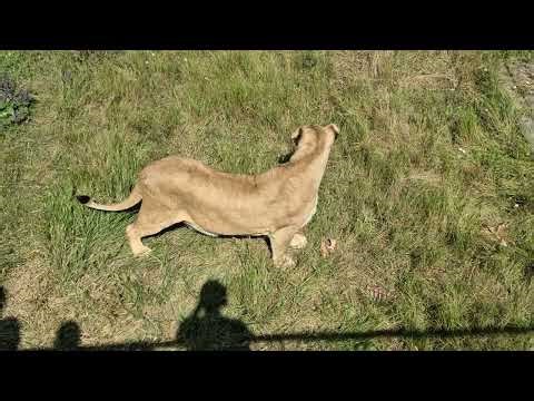 Львица важно пожаловала на завтрак) Тайган Lions in Crimean Taigan