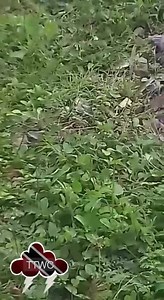 80K views · 428 reactions | A view of the full life cycle of the Waterspout seen from Waterloo, at the Temple in the Sea. Credit: TT Talk | Trinidad and Tobago Weather Center | Facebook