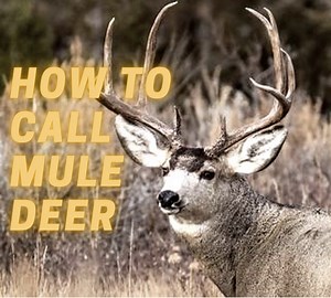 How to Call Mule Deer - Tips & Tricks for Beginners