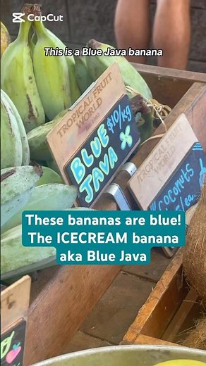 Taste testing the iconic ICE-CREAM banana aka the Blue Java! 🍦 #exoticfruit #bluejavabanana #viral