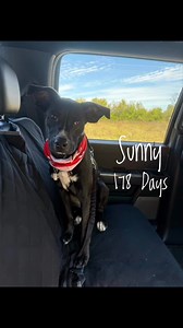 178 Days…💔😢 Watching a puppy grow up in our shelter is something that keeps us up at night. Sunny has spent over half of her precious puppyhood here. It’s hard to think about all the puppyhood joys she’s missed out on. But Sunny is still the most joyful girl you can imagine. Her joy is contagious. We’ve been showing you how well-behaved she is when taken out for play dates. She rides quietly in the car, has wonderful & friendly manners with everyone she meets, and walks beautifully on leash. S