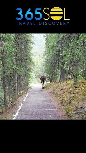 Big Moose in Alaska | Moose Sighting in Alaska | | Alaska Cruise Ship #alaskacruise