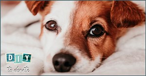 9 Of the Best Dog Blankets to Make and Donate to Comfort for Critters - DIYToDonate