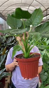Apresentamos a Alocasia cucullata ou orelha de elefante, sendo assim designada pelo formato da sua folha. Também é conhecida como mão de Buddha, associada à boa sorte e prosperidade. Para nós aqui o formato de coração é muito bem considerado, pois seguimos verdadeiramente apaixonados! 🪴🍃🤍 Se faz sentir faz sentido! #selodeautenticidademarceloalmeida ®️ #marceloalmeidafloreseplantas #sefazsentirfazsentido #alocasia #plantasornamentais #paixaoporplantas | Marcelo Almeida Orquídeas