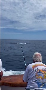 216K views · 2.8K reactions | Never seen a 958 lb. Blue Marlin? Now...