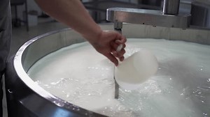 Cheesemaker pours rennet in a large steel tank full of milk. Cheese manufacturing process at a cheese factory.