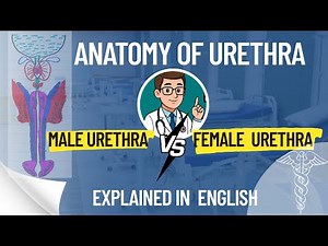 "Urethra Uncovered! Full Anatomy Simplified in English!!!