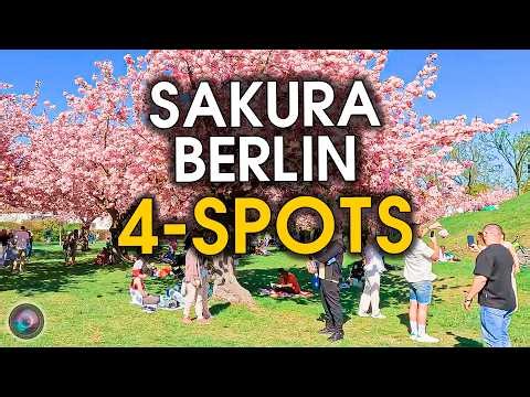 🌸 Where to Go for Cherry Blossom in Berlin? | Spring Sakura Walking Tour Germany (4K HDR)