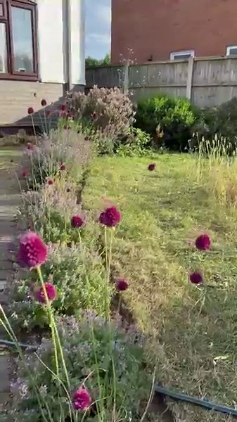 Nepeta hedge with allium sphaerocephalon! #gardening #flowers #pollinators #bees