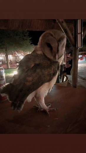 Calm Owl Observing Outdoor Restaurant Setting