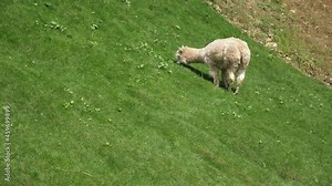 Sympathetic white young lama grazing on green mountain slope in summer