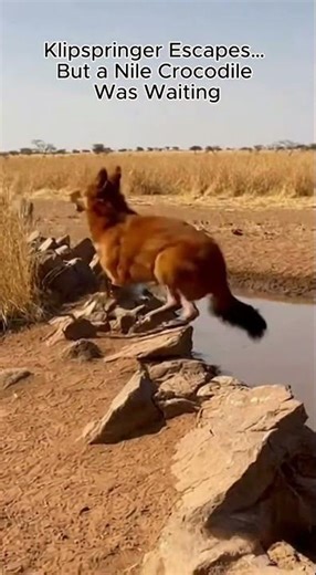 Dhole Chases Klipspringer… Then Gets Taken by Crocodile