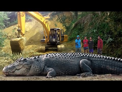 6 of the Largest Crocodiles Ever Captured in Indonesia