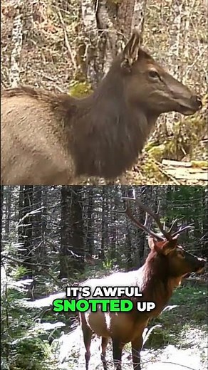 Camera Trouble! Elk, Bears, and Power Problems in the Forest! #shorts