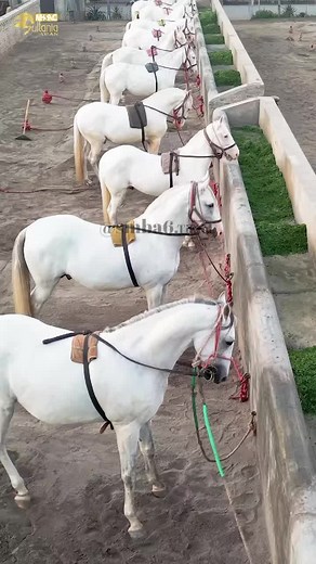 Experience the Thrill of Tent Pegging with White Horses