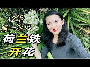 12年第一次见荷兰铁开花first Yucca elephantipes bloom after 12 years