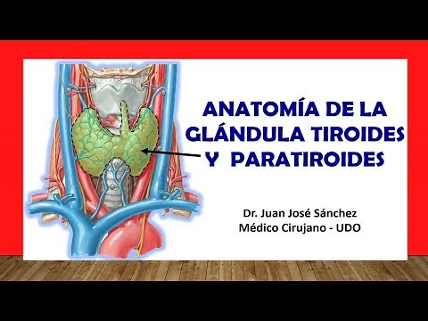 🥇 ANATOMY OF THE THYROID AND PARATHYROID GLAND. Easy, Quick and Simple
