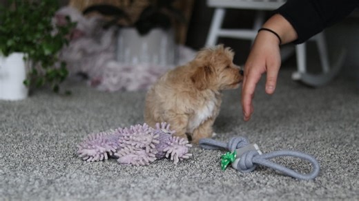 Havapoo puppy for sale