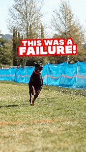 A day at an AKC event called Fast CAT. Videography by @framebanger_ #ciscotheeurodoberman | European Doberman Stud