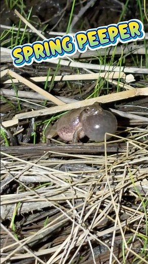 Spring Peeper Creature Report! #wildlife #nature#fishing #herping #frog #birdwatching #birds