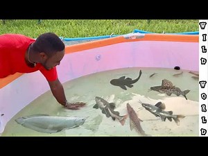 My fish made it through the pool pond disaster - here is what happened