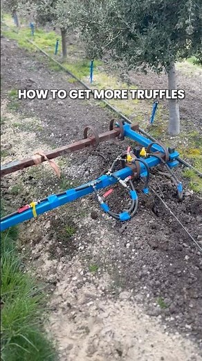 How to get more truffles