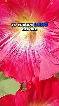 Hollyhock Blooms: The Ultimate Guide to Growing Beauty