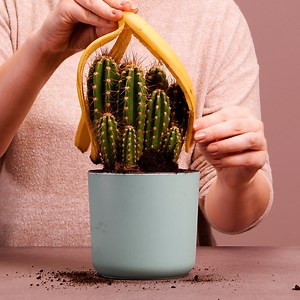 Practical Tips For Cactus Gardening | Science, Tech and Universe